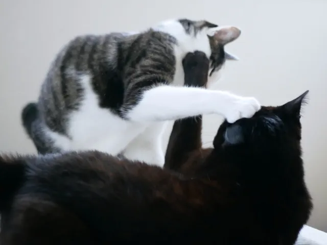 喧嘩する猫
